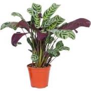 Gebedsplant - Ctenanthe 'burle-marxii' - Hoogte 25-40cm - ?12cm