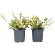 Kardinaalsmuts - Set van 2 - Euonymus 'Harlequin' - Hoogte 20-30cm - ?...