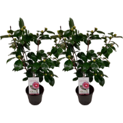 Japanse Roos - Set van 2 - Camellia 'Bonomiana' - Hoogte 50-60cm - ?15...