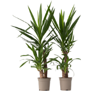 Palmlelie - Set van 2 - Yucca elephantipes - Hoogte 70-80cm - ?21cm