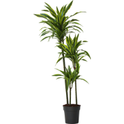 Drakenbloedboom - Dracaena 'Lemon Lime' - Hoogte 130-140cm - ?24cm