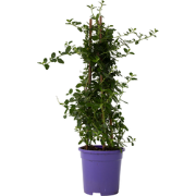 Amerikaanse sering - Ceanothus thyrsiflorus Repens - Hoogte 60-70cm - ...