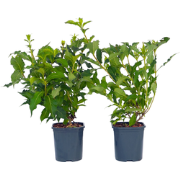 Rode heester - Set van 4 - Weigela florida 'Red Prince' - Hoogte 25-40...