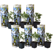 Mannentrouw - Set van 6 - Plumbago auriculata - Hoogte 25-40cm - ?9cm