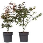 Japanse Esdoorn - Set van 2 - Acer 'Atropurpureum' - Hoogte 60-70cm - ...