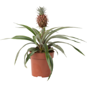 Bromelia - Ananas comosus 'Mi Amigo' - Hoogte 35-45cm - ?12cm