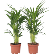 Areca goudpalm - Set van 4 - Dypsis lutescens - Hoogte 60-70cm - ?17cm