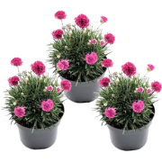 Engels gras - Set van 3 - Armeria maritima 'Deep Rose' - Hoogte 20-30c...