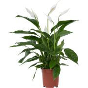 Lepelplant - Spathiphyllum 'Lima' - Hoogte 60-75cm - ?17cm