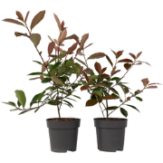 Glansmispel - Set van 4 - Photinia fraseri 'Red Robin' - Hoogte 30-40c...