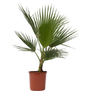 Mexicaanse waaierpalm - Set van 2 - Washingtonia - Hoogte 70-90cm - ?2...