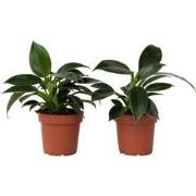 Philodendron - Set van 2 - Philodendron Green Princess - Hoogte 20-30c...