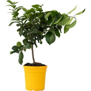 Citroenboom - Citrus limon - Hoogte 60-70cm - ?19cm