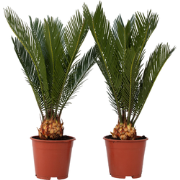 Vredespalm - Set van 2 - Cycas revoluta - Hoogte 45-60cm - ?15cm