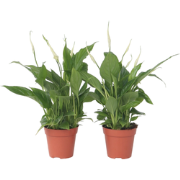 Lepelplant - Set van 6 - Spathiphyllum 'Torelli' - Hoogte 30-45cm - ?1...