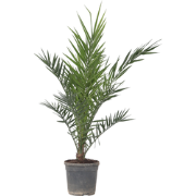 Canarische Dadelpalm - Phoenix canariensis - Hoogte 80-100cm - ?19cm