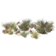 Luchtplantjes - Set van 24 - Tillandsia - Hoogte 5-15cm - ?5cm