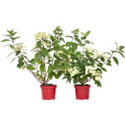 Pluimhortensia - Set van 2 - Hydrangea 'Wim's Red' - Hoogte 25-40cm - ...