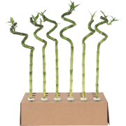 Geluksbamboe - Set van 12 - Dracaena sanderiana - Hoogte 40-50cm - ?2c...