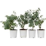 Gomboom - Set van 4 - Eucalyptus 'Pulverulenta' - Hoogte 25-40cm - ?12...