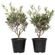 Olijfstruik - Set van 2 - Olea europaea - Hoogte 25-40cm - ?14cm