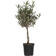 Olijfboom - Olea europaea - Hoogte 60-70cm - ?17cm