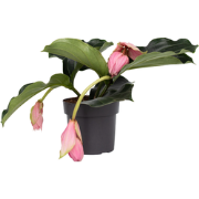 Trosbloem - Medinilla magnifica - Hoogte 40-50cm - ?17cm