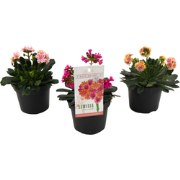 Bitterkruid - Set van 3 - Lewisia cotyledon - Hoogte 10-20cm - ?10cm