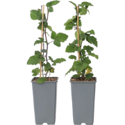 Aalbes - Set van 4 - Ribes rubrum 'Jonkheer van Tets' - Hoogte 50-60cm...