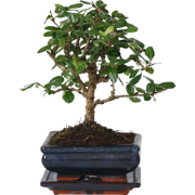 Bonsai - Carmona microphylla - Hoogte 25-30cm - ?15cm