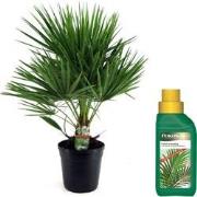 Dwergpalm - Chamaerops humilis - Hoogte 70-80cm - ?21cm