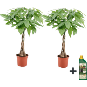 Geldboom met voeding - Set van 2 - Pachira aquatica - Hoogte 60-70cm -...