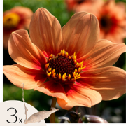 Dahliaknollen - Set van 3 - Dahlia 'Happy Single' - Oranje