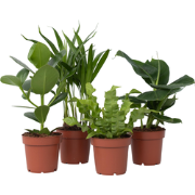 Kamerplanten - Set van 4 - Areca Asplenium Clusia Musa - Hoogte 25-40c...