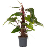 Philodendron - Philodendron Red Emerald Kratiste - Hoogte 70-80cm - ?1...