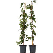 Kamperfoelie - Set van 2 - Lonicera 'Copper Beauty' - Hoogte 110-120cm...