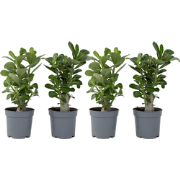 Woestijnroos - Set van 4 - Adenium obesum - Hoogte 25-40cm - ?10,5cm