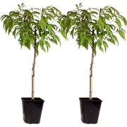 Dwergperzik - Set van 2 - Prunus persica 'Saturne' - Hoogte 60-70cm - ...