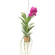 Orchidee - Vanda 'Pink' - Hoogte 45-55cm - ?12cm