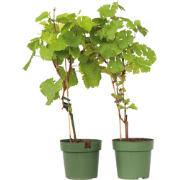 Druivenplanten - Set van 2 - Vitis Himrod, Vanessa - Hoogte 60-75cm - ...