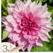 Dahliaknollen - Set van 3 - Dahlia 'Café au lait Royal' - Roze