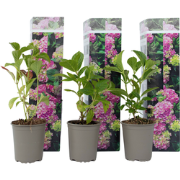 Hortensia - Set van 3 - Hydrangea 'Early Pink' - Hoogte 25-40cm - ?9cm