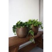 HS Potterie Davos Pot Brons - 16