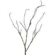 Wood Twig Cordata 95 cm kunsttak