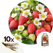 Aardbeienplant - Set van 10 - Fragaria elsanta - Wortelstokken - Rood