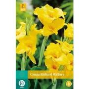 2 stuks - Canna Richard Wallace 1 bol