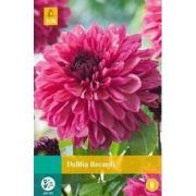 Dahlia bacardi bol/knol 1 stuks