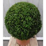 Buxus Bol 40 cm