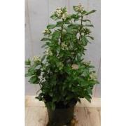 Viburnum Tinus 50 cm