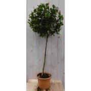 Glansmispel Photinia Red Robin rood stamhoogte 50 cm en hoogte 100 cm